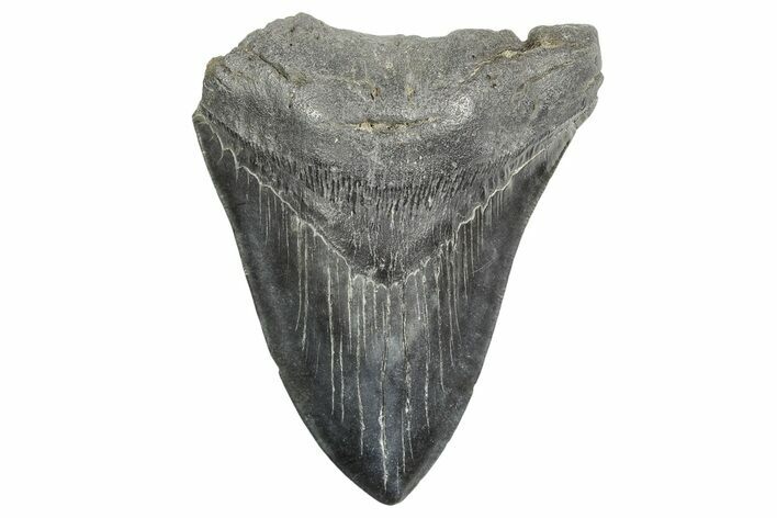 Bargain, Fossil Megalodon Tooth - South Carolina #365760
